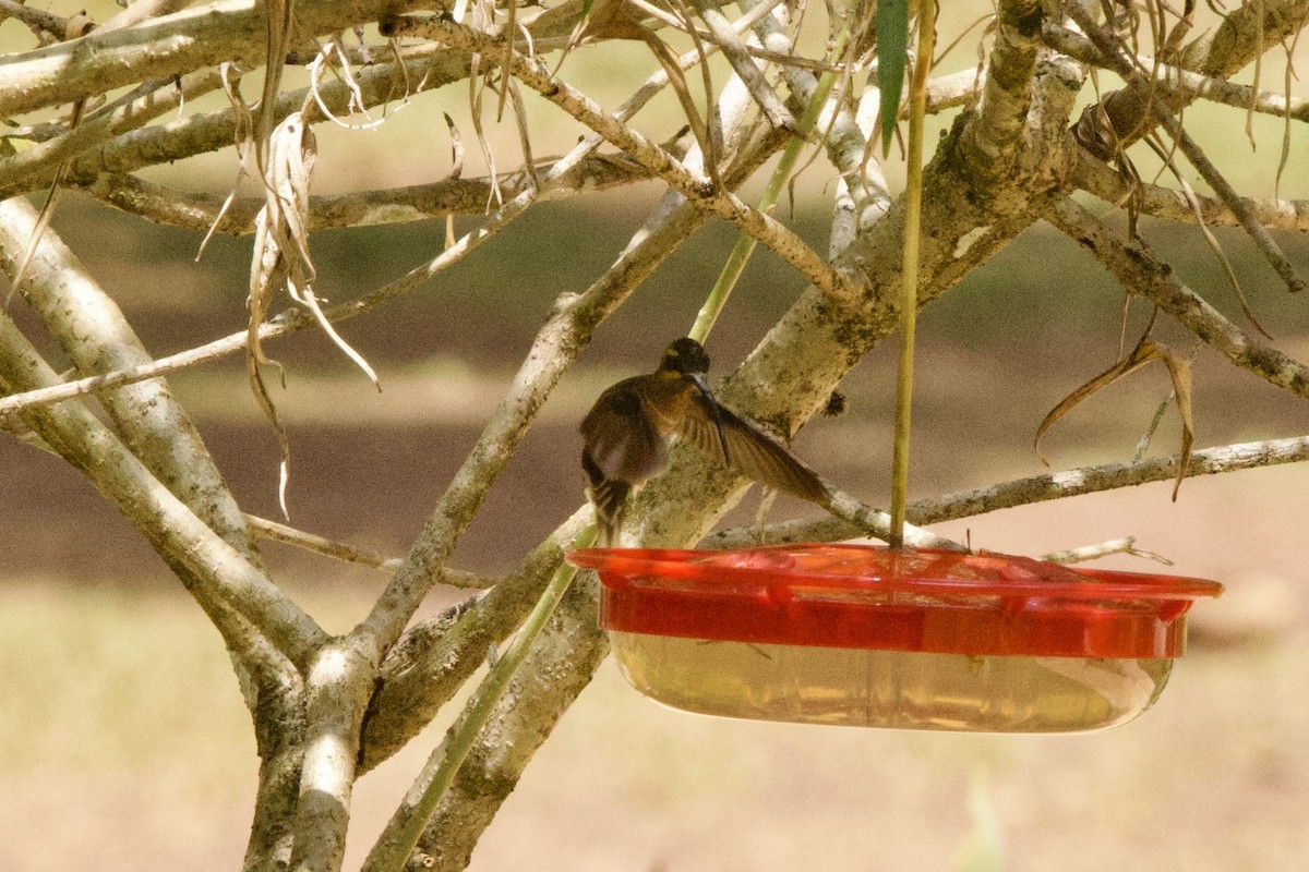 Длиннохвостый колибри-отшельник - ML612176656