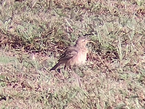 Paddyfield Pipit - Lars Mannzen