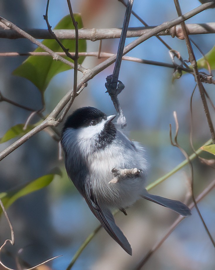 Carolina Chickadee - ML612176791