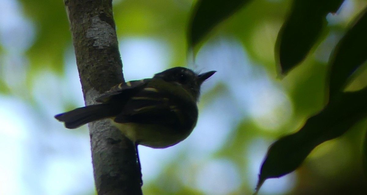 Yellow-olive Flatbill (Yellow-olive) - ML612176817