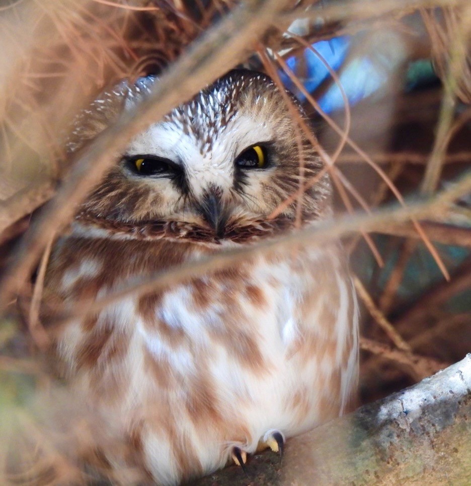 Northern Saw-whet Owl - ML612176884