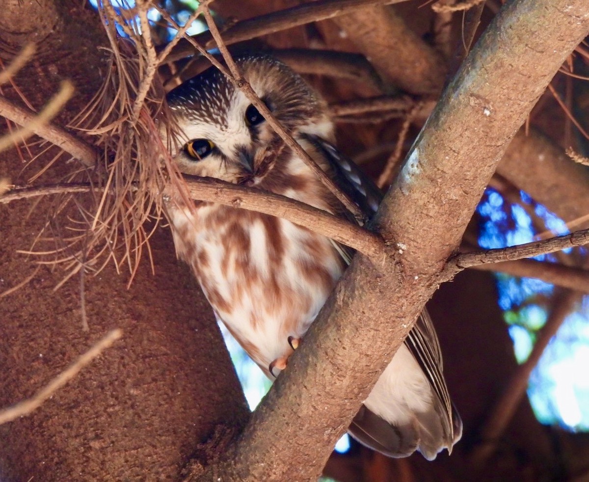 Northern Saw-whet Owl - ML612176886
