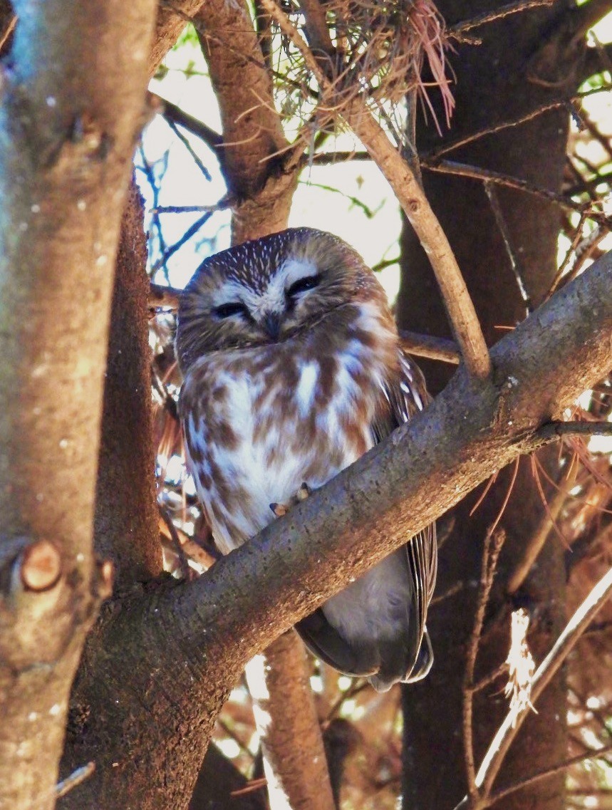 Northern Saw-whet Owl - ML612176887