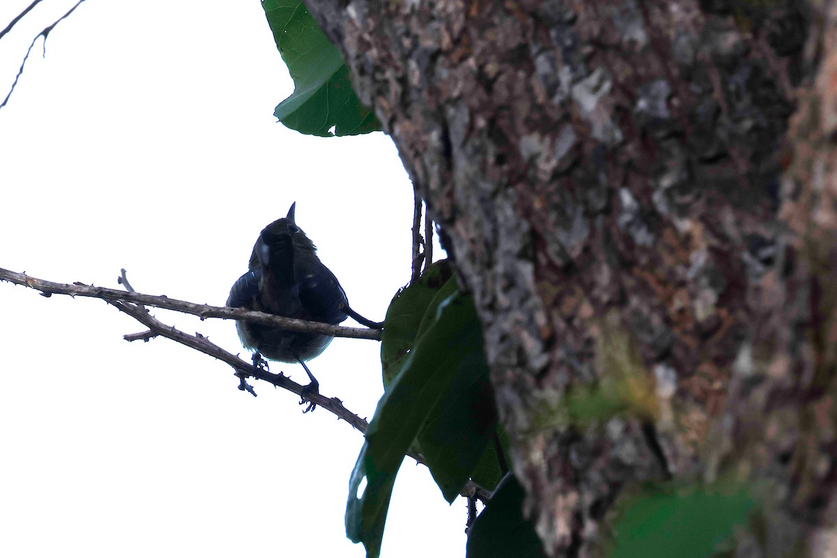 Elfin-woods Warbler - ML612176947