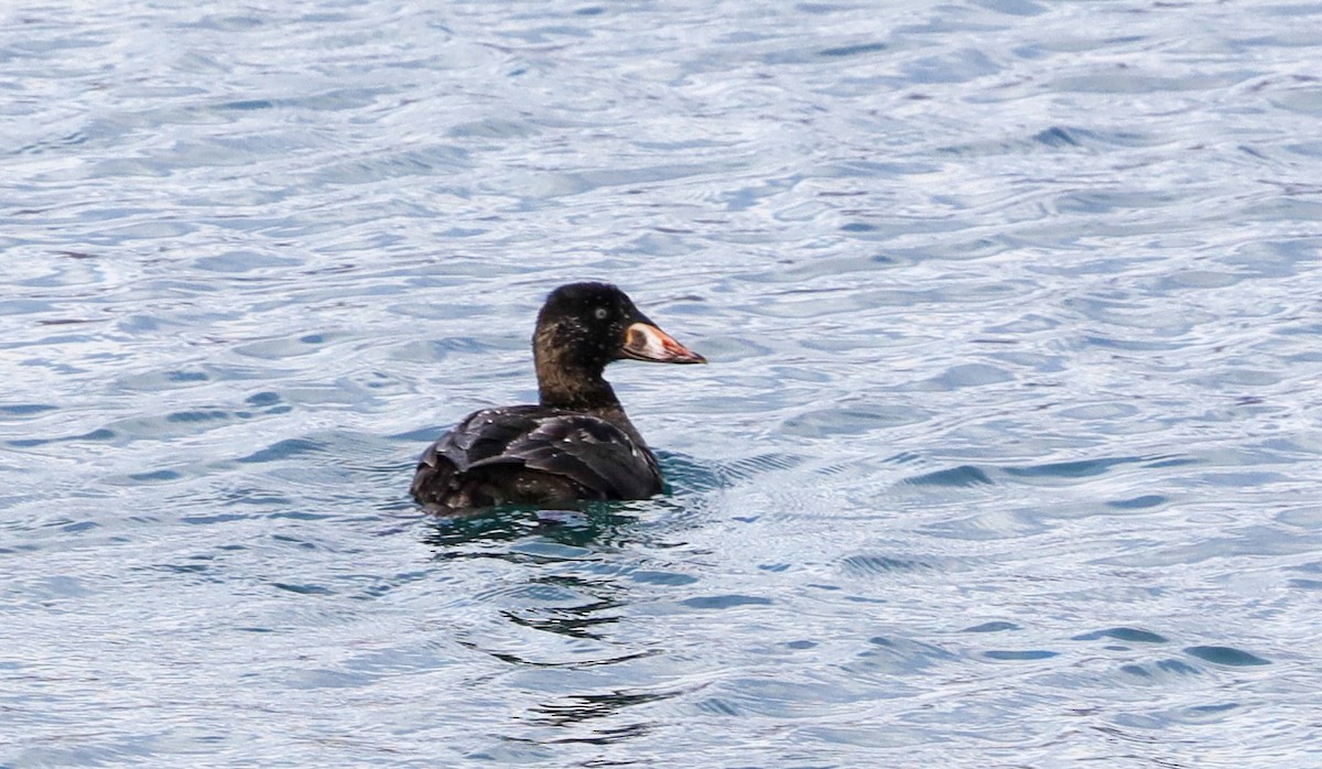 Surf Scoter - ML612176992