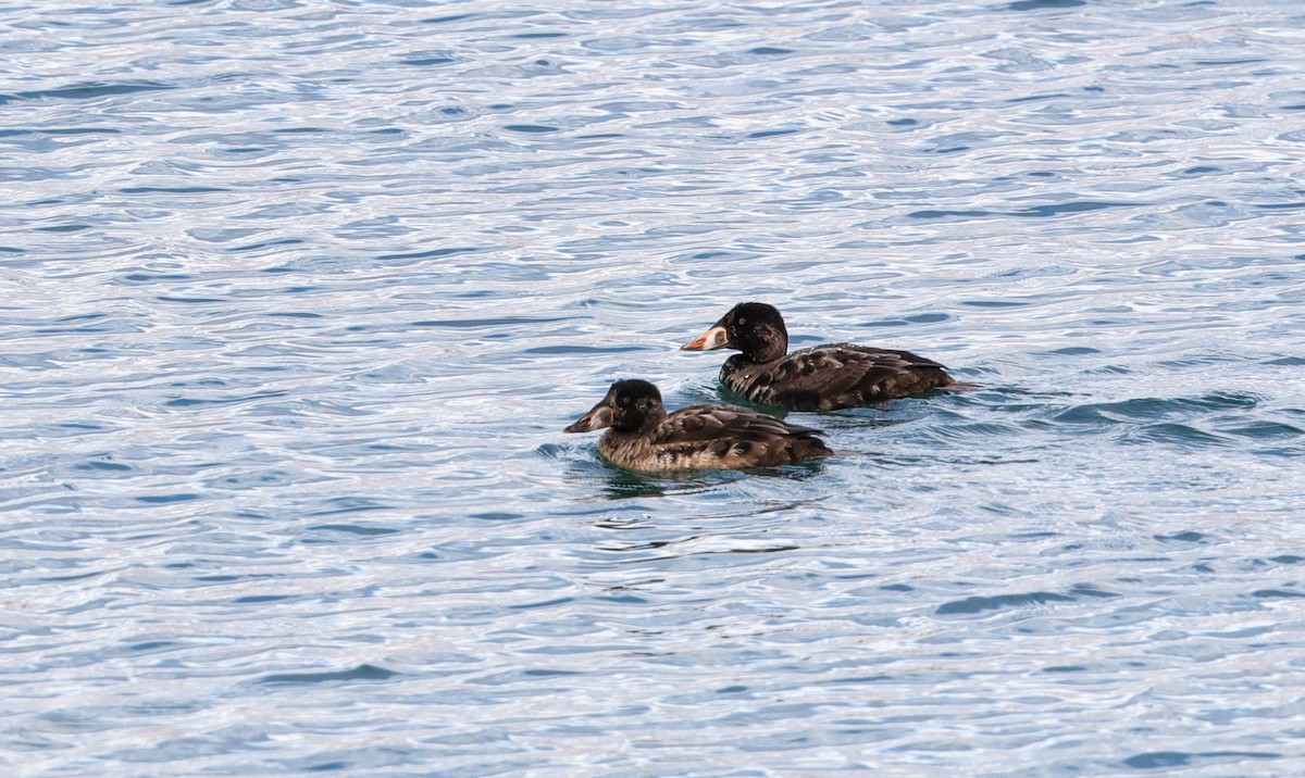 Surf Scoter - ML612176994