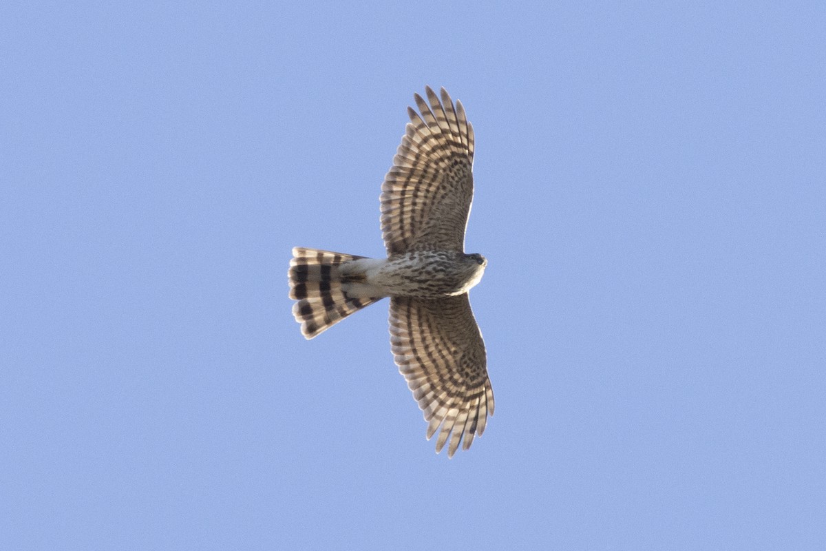 Sharp-shinned Hawk - Steve Abbott