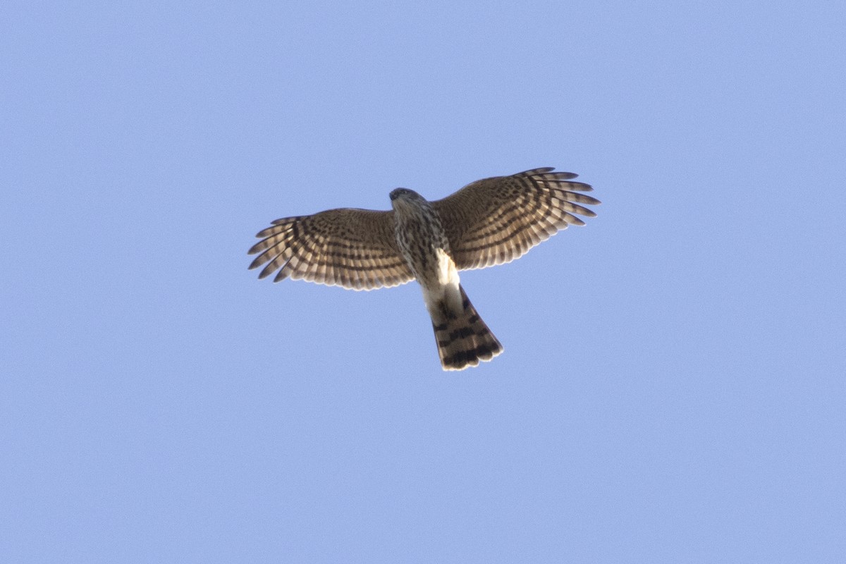 Sharp-shinned Hawk - Steve Abbott