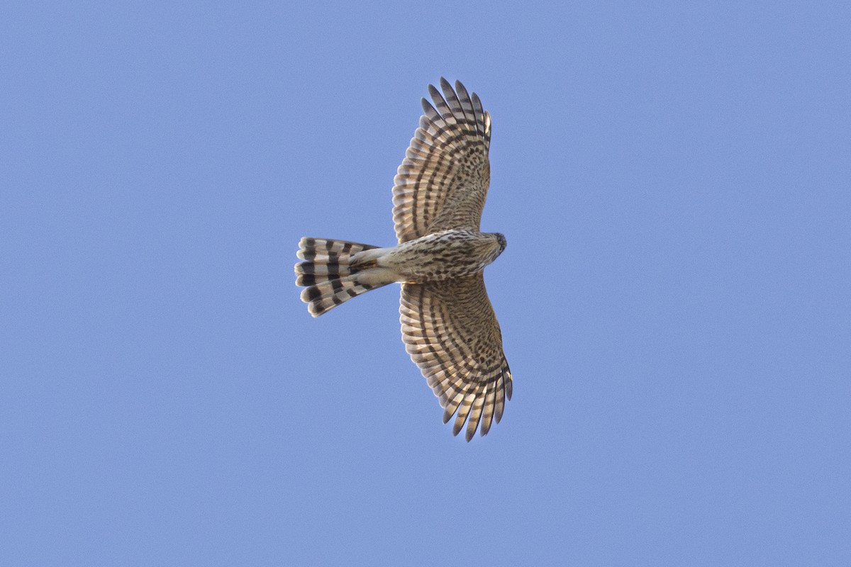 Sharp-shinned Hawk - ML612177230