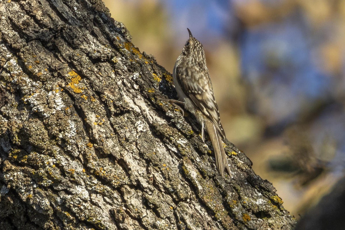 Brown Creeper - Steve Abbott