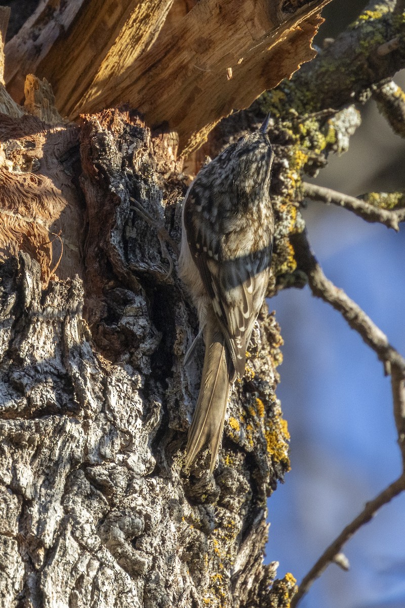 Brown Creeper - Steve Abbott