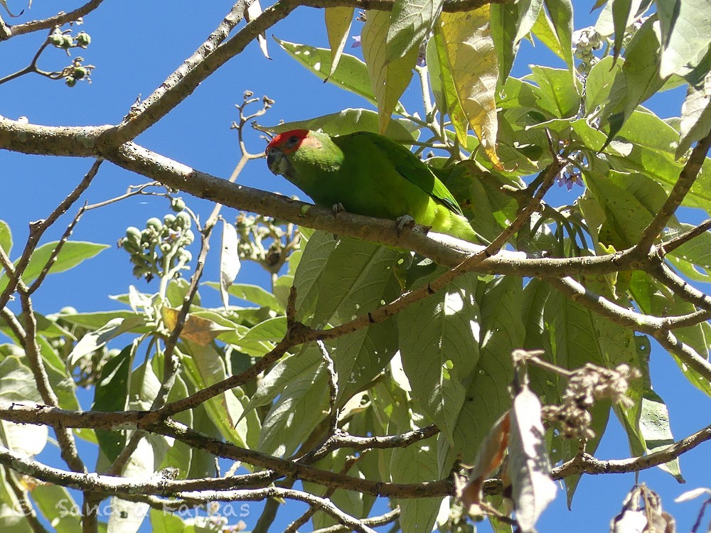 Pileated Parrot - ML612177296