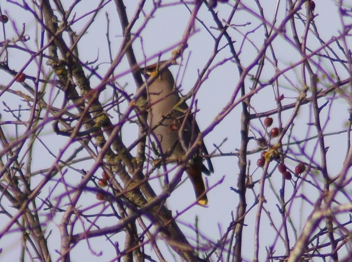 Bohemian Waxwing - ML612177319