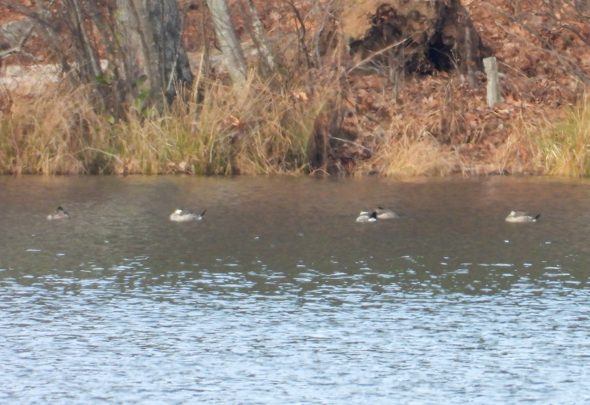 Ruddy Duck - ML612177343