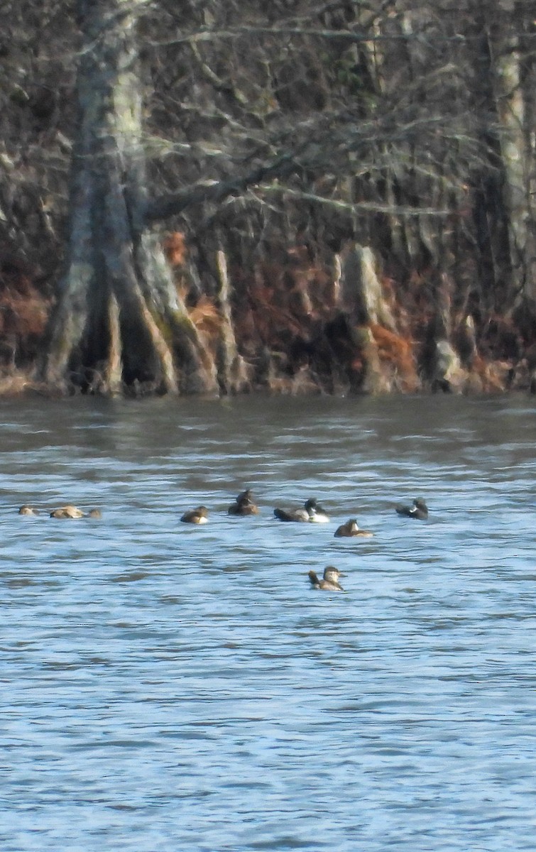 Ruddy Duck - ML612177350