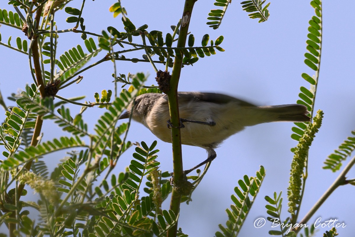 Lucy's Warbler - ML612177403