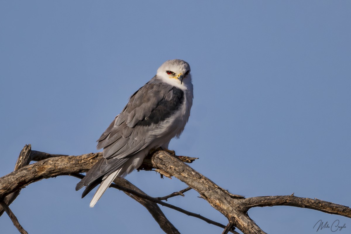 White-tailed Kite - ML612177521