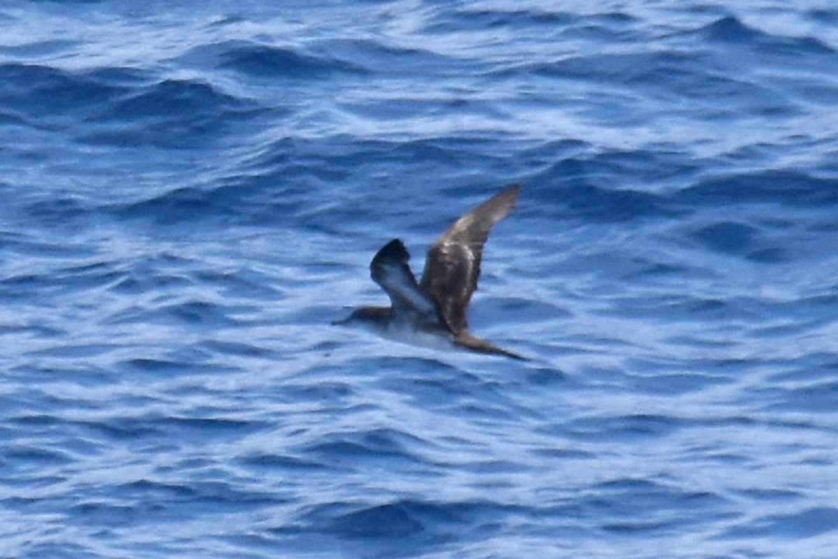 Wedge-tailed Shearwater - ML612177529