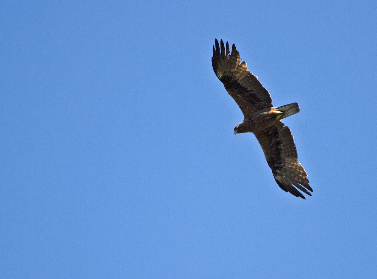 Águila Calzada - ML612177531