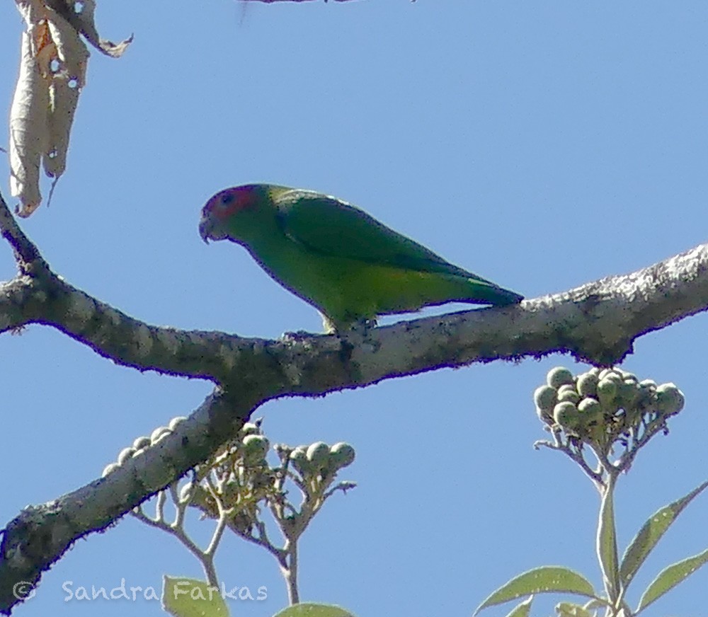 Pileated Parrot - ML612177609