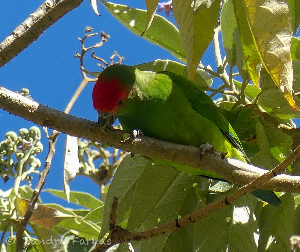 Pileated Parrot - ML612177610