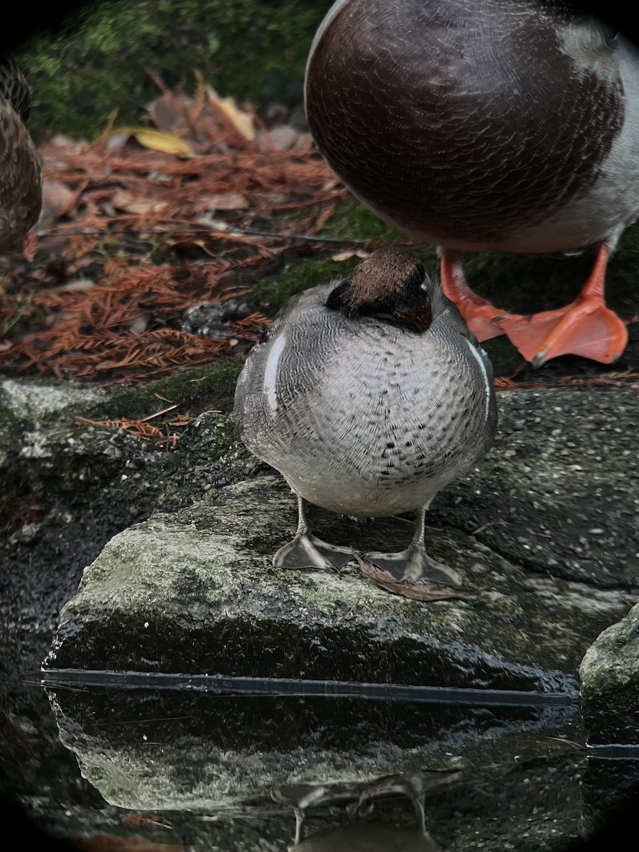 Green-winged Teal - ML612177641