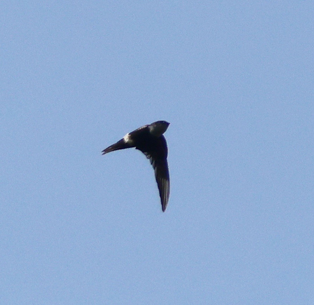 White-tipped Swift - Jorge Alcalá