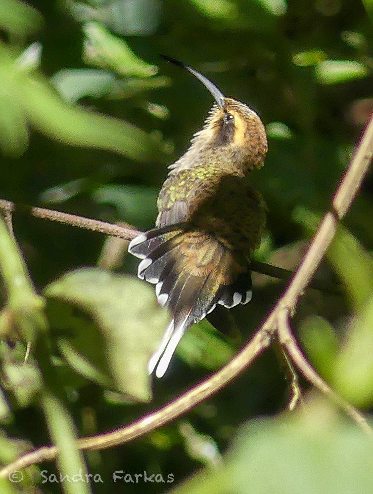 Scale-throated Hermit - Sandra Farkas