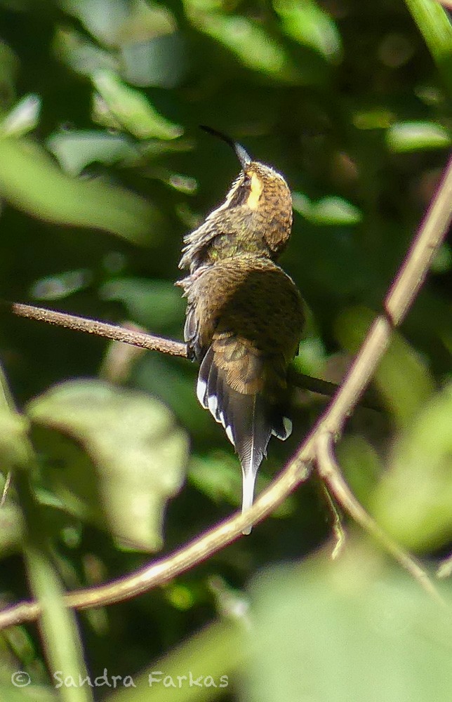 Scale-throated Hermit - ML612177844
