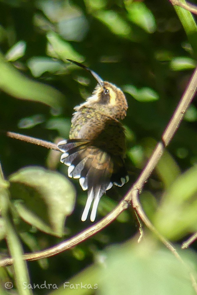 Scale-throated Hermit - ML612177845