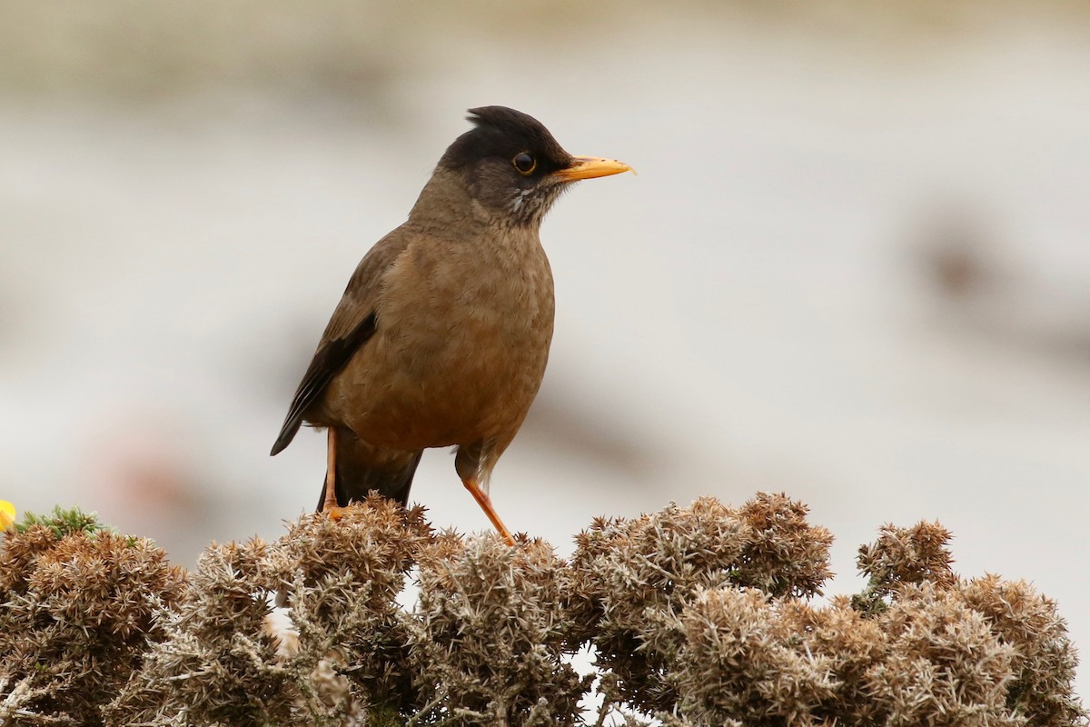 Austral Thrush (Falkland) - Sabrina Hepburn