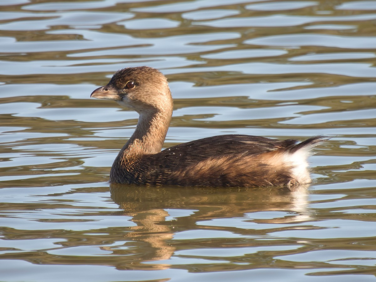 Pied-billed Grebe - ML612178002