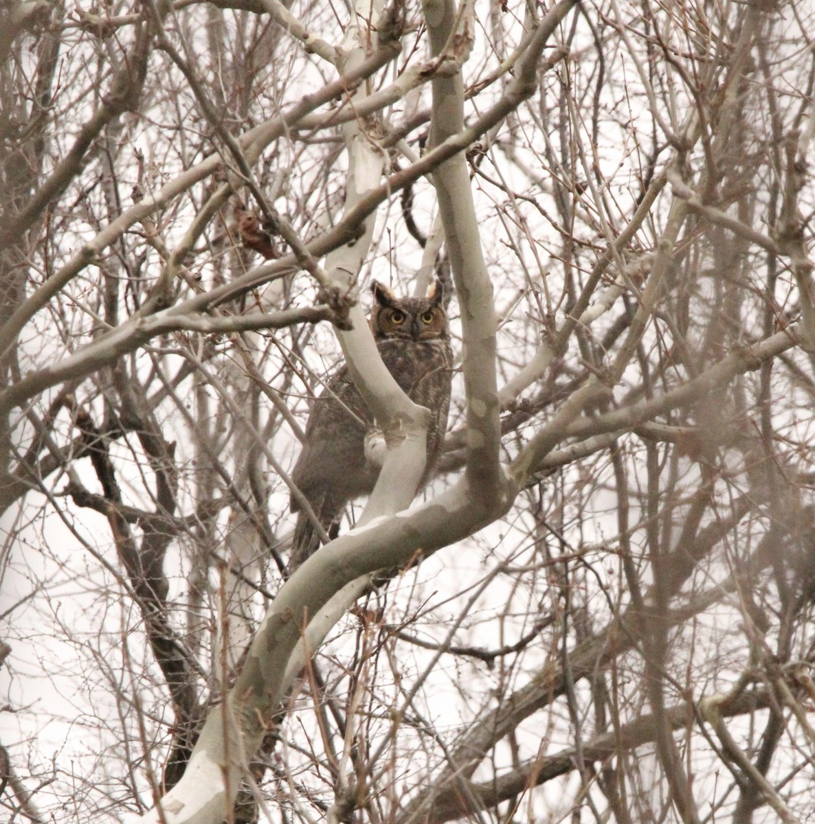 Great Horned Owl - ML612178014