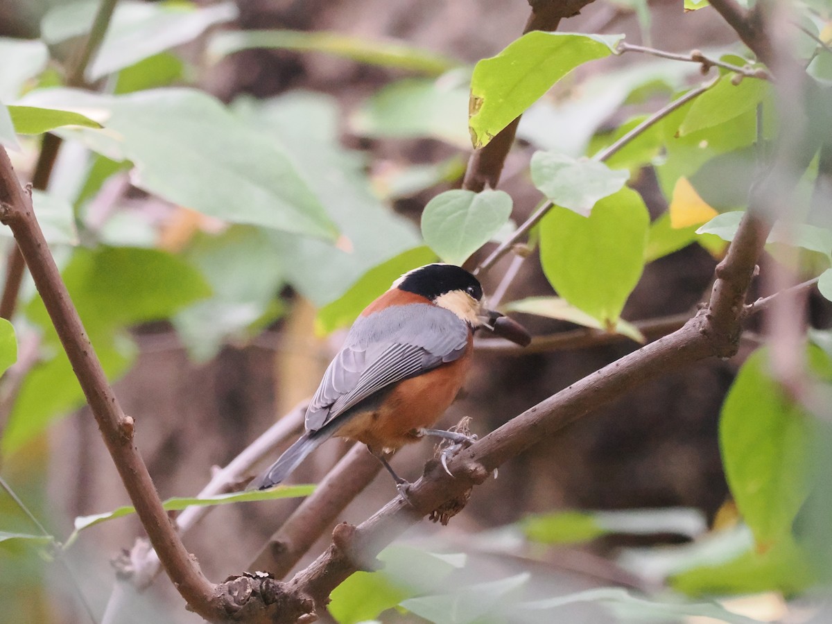 Varied Tit - ML612178121