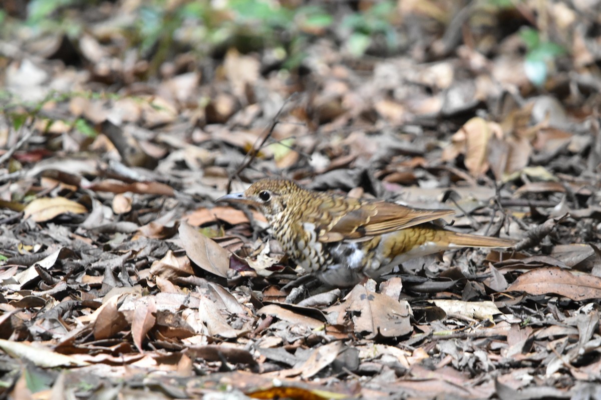 Russet-tailed Thrush - ML612178184