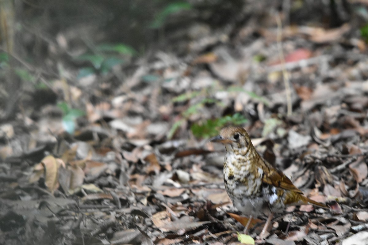 Russet-tailed Thrush - ML612178188