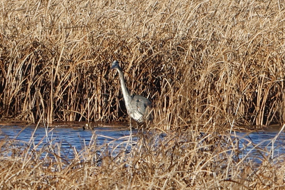 Great Blue Heron - ML612178196