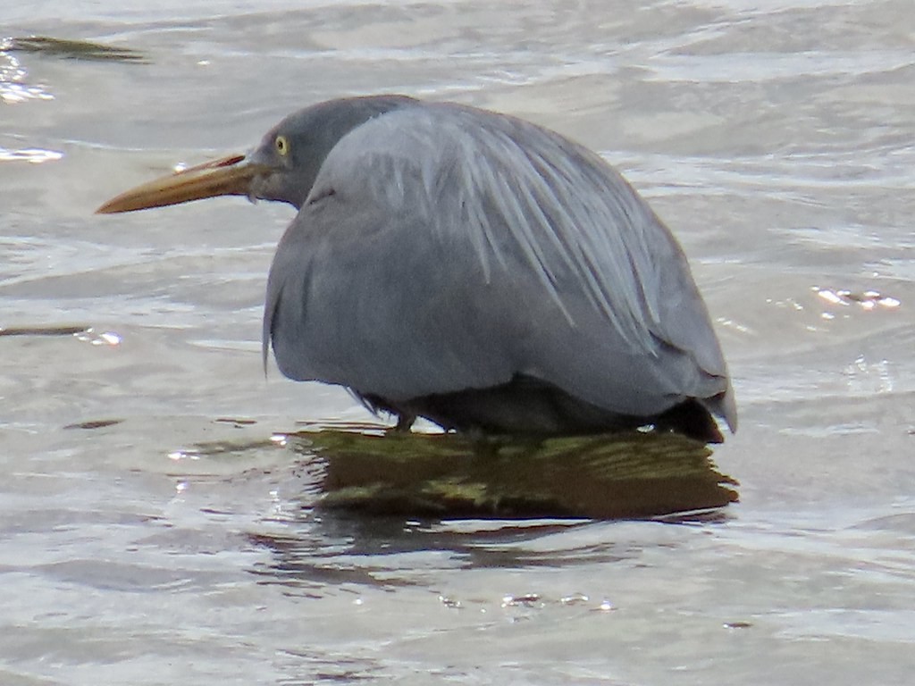 Pacific Reef-Heron - Karlo Mirth