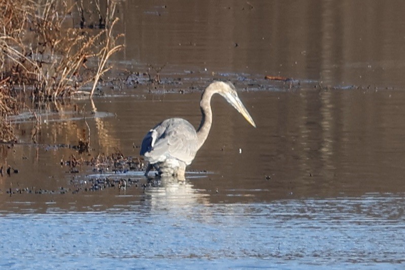 Great Blue Heron - ML612178206