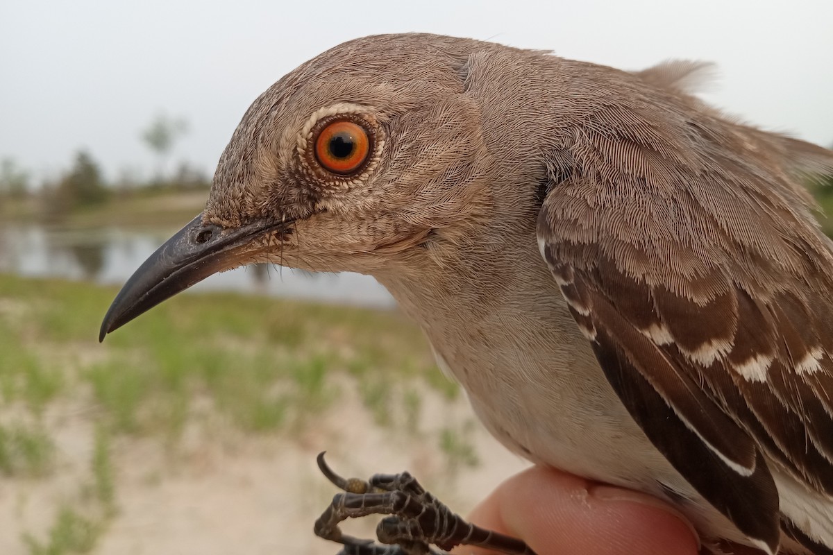 Northern Mockingbird - ML612178223