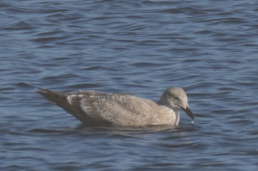 Goéland argenté ou G. à ailes grises - ML612178386