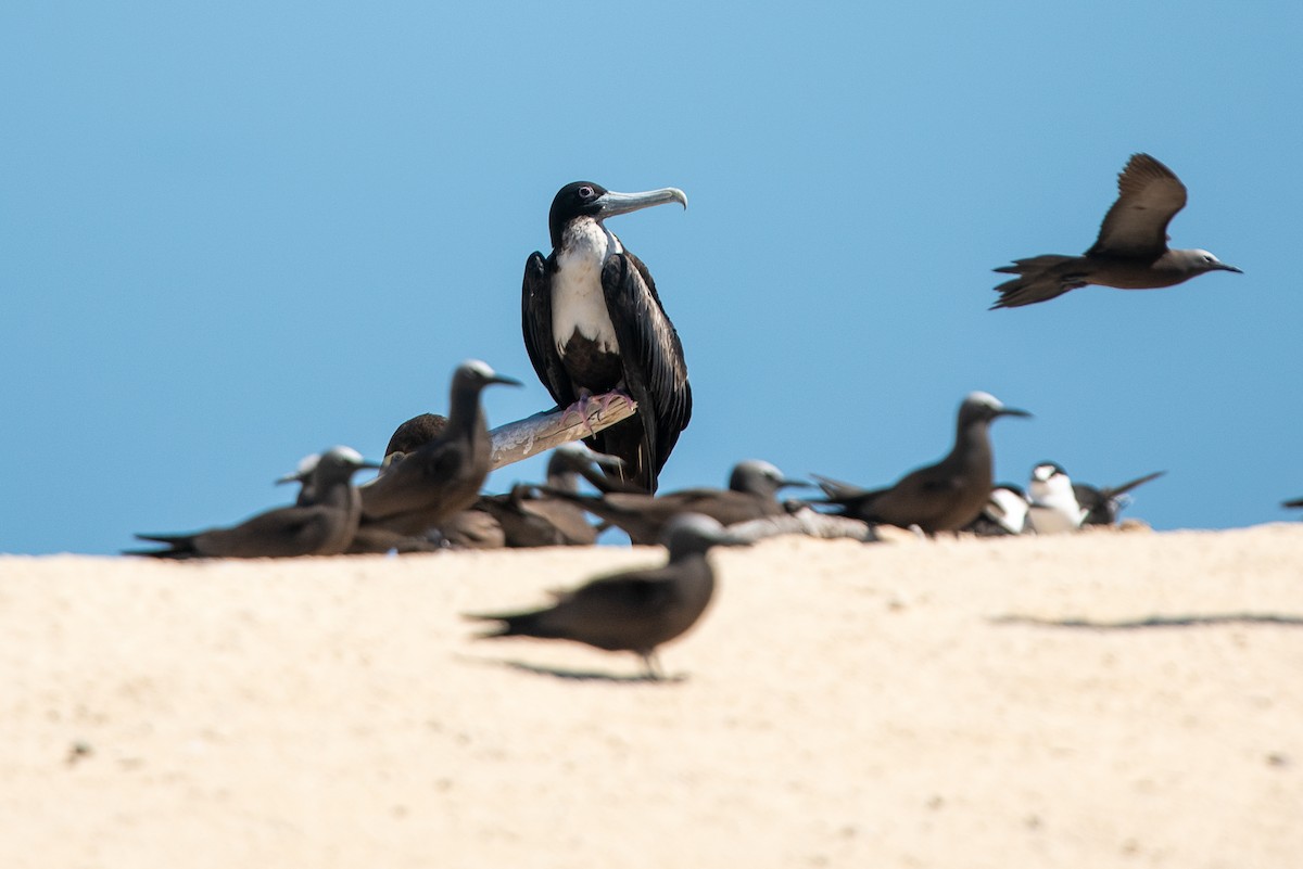 Bindenfregattvogel - ML612178486