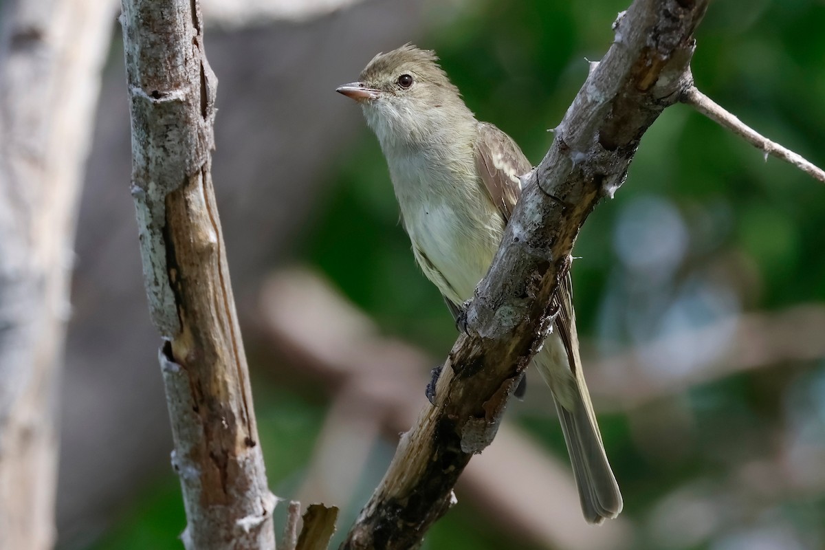 Caribbean Elaenia - ML612178566