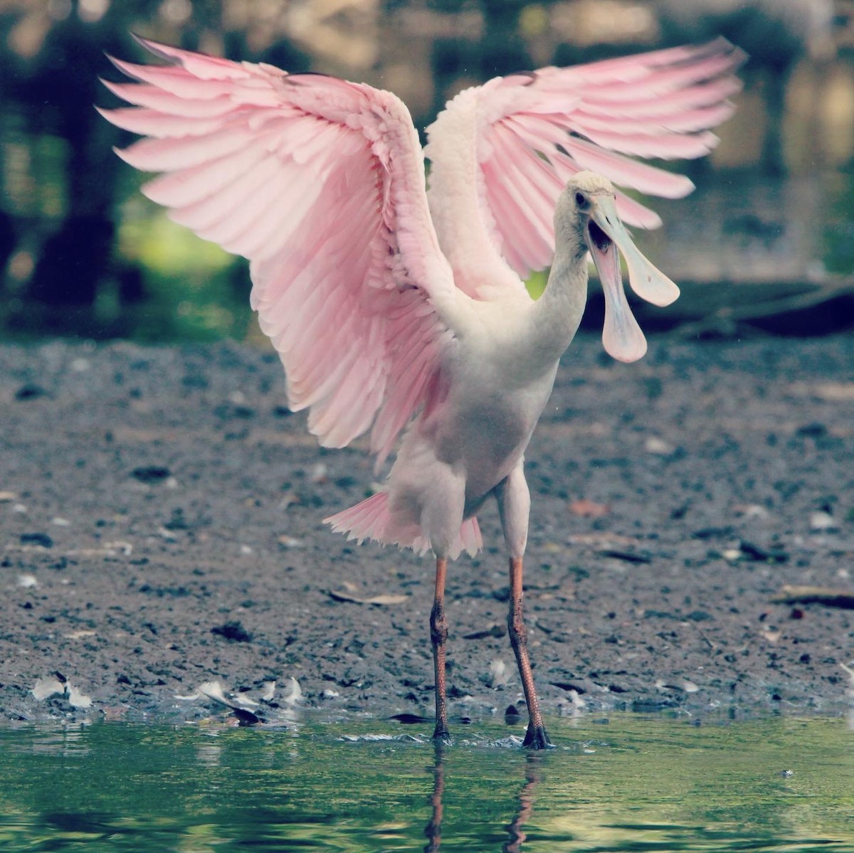 rosenskjestork - ML612178678