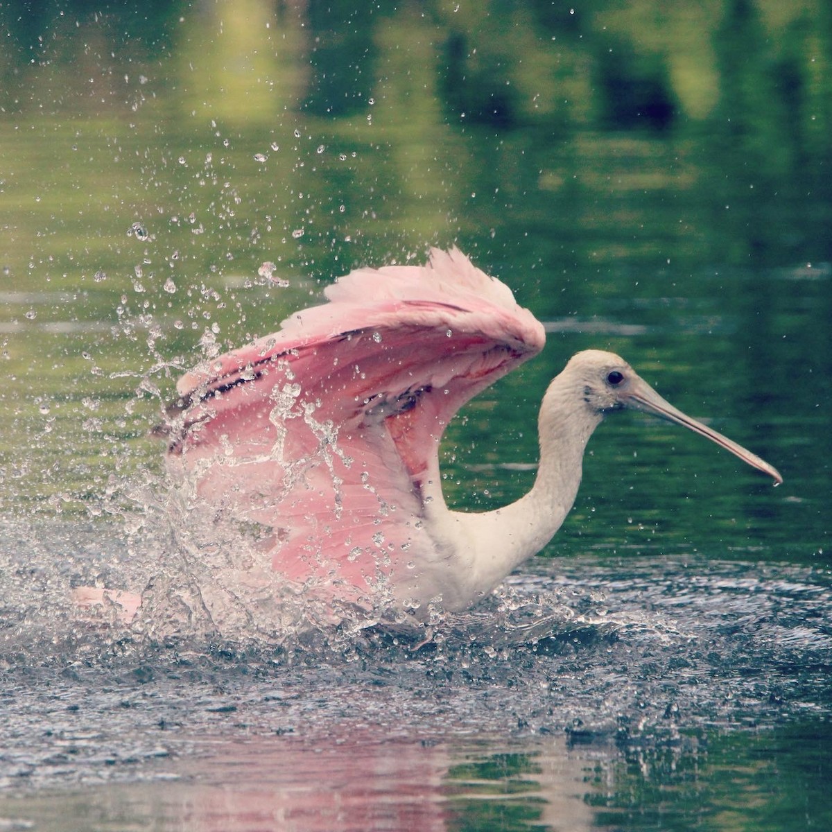 rosenskjestork - ML612178679