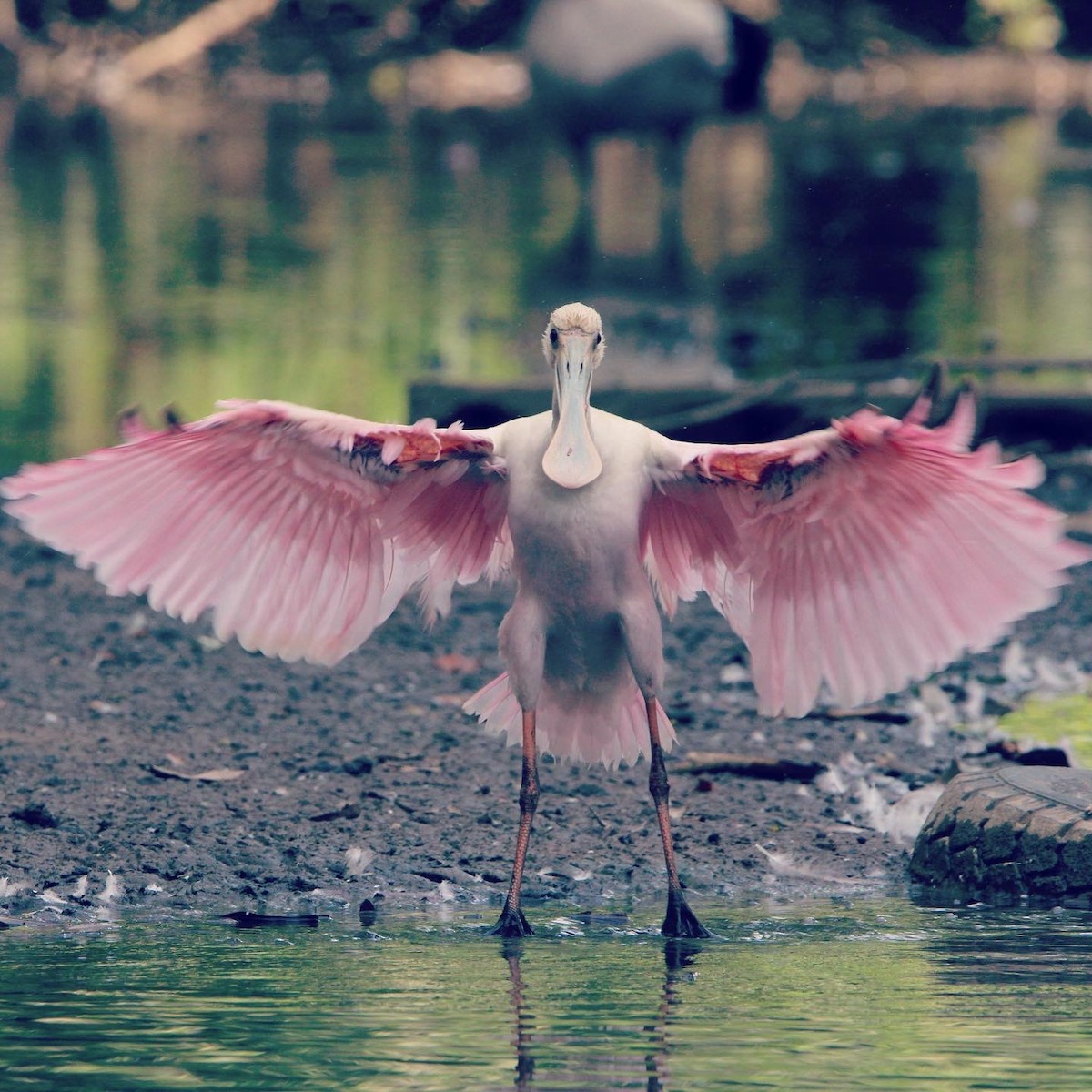 rosenskjestork - ML612178680