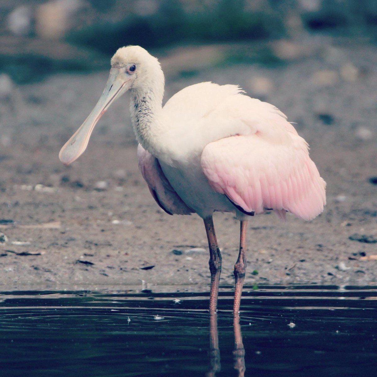 rosenskjestork - ML612178681