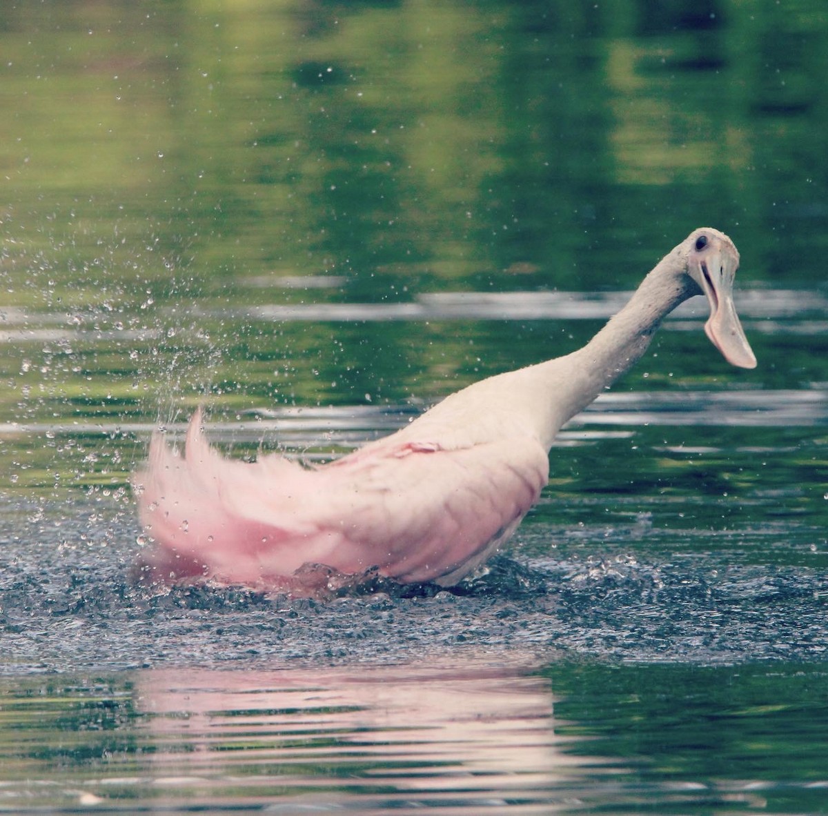 rosenskjestork - ML612178682