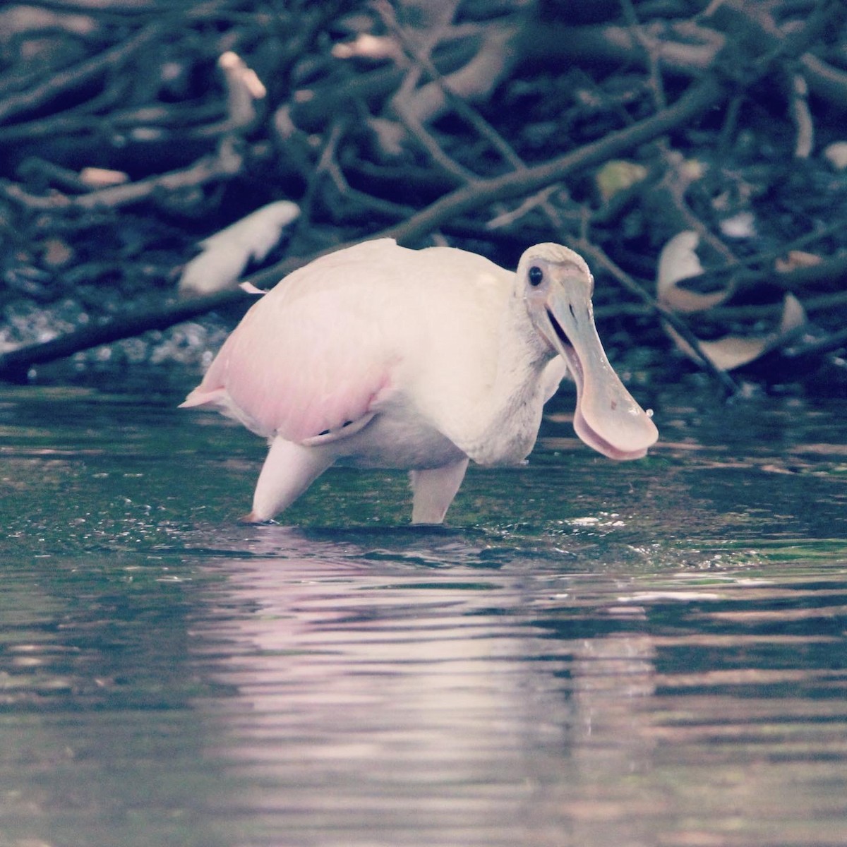 rosenskjestork - ML612178683