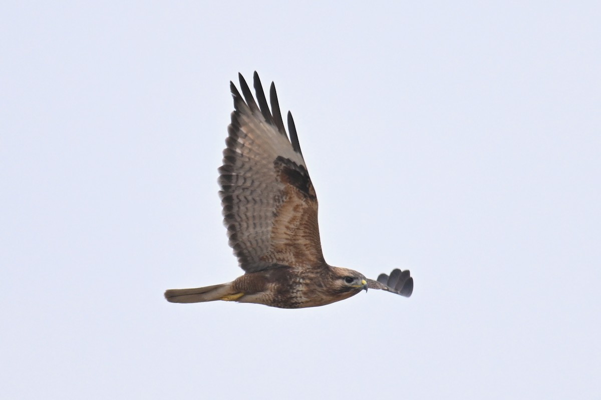 Eastern Buzzard - ML612178721